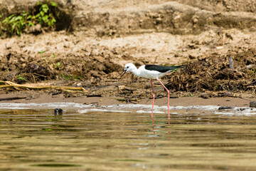 Black Winged Stilt