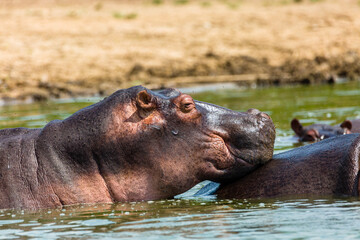 Hippo