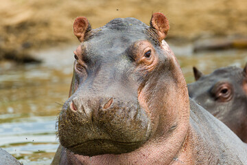 Hippo