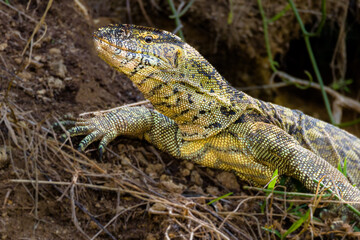 Monitor Lizard