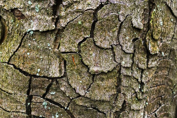 gnarled bark of a tree with many circles in a forest macro