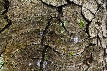 gnarled bark of a tree with many curves in a forest detail view