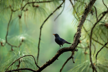 Blue whistling thrush or Myophonus caeruleus perched high on pine tree in natural scenic winter environment or background at foothills of himalaya uttarakhand india asia