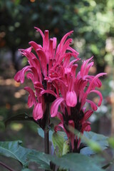 Brazilian plume or flamingo flower (justicia carnea) in garden.