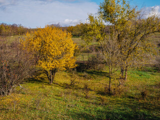 Fototapeta premium autumn in the park