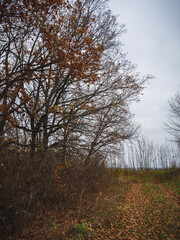 Fototapeta premium autumn in the park