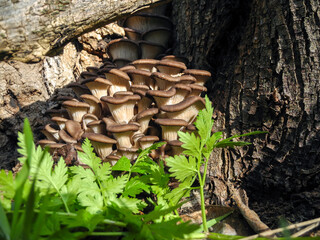 Oyster mushrooms, a large family of mushrooms growing on the bark of a tree in the green leaves of chervil