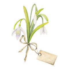 Watercolor hand drawn composition with spring flowers, snowdrops, leaves and stems, bow, gift tag. Isolated on white background. For invitations, wedding, greeting cards, wallpaper, print, textile.