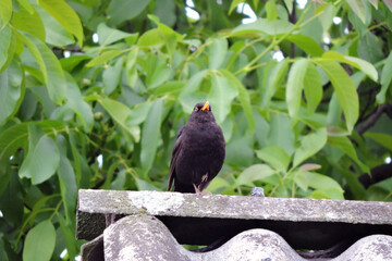 A portrait of a male Eurasian blackbird standing on one leg on a roof made of asbestos-cement sheets, green walnut tree leaves in the background