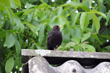 A portrait of a male Eurasian blackbird standing on one leg on a roof made of asbestos-cement sheets, green walnut tree leaves in the background
