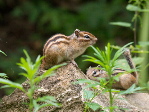 Tamias sibiricus, Siberian Chipmunk.