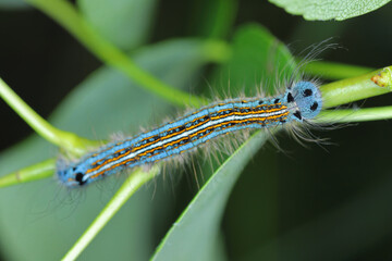 Lackey moth caterpillar, larva (Malacosoma neustria) on the leaves of pear trees in the orchard.