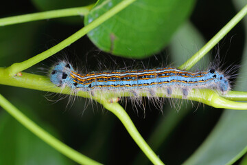 Lackey moth caterpillar, larva (Malacosoma neustria) on the leaves of pear trees in the orchard.