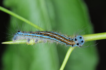 Lackey moth caterpillar, larva (Malacosoma neustria) on the leaves of pear trees in the orchard.