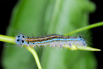 Lackey moth caterpillar, larva (Malacosoma neustria) on the leaves of pear trees in the orchard.