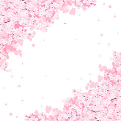 Obraz na płótnie Canvas 満開の桜　フレーム・背景素材（正方形）
