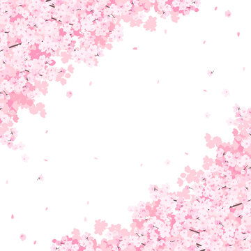 満開の桜　フレーム・背景素材（正方形）