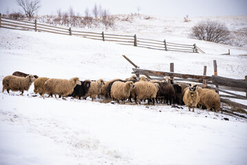 Naklejka premium Herd of sheep eat the hay meadow covered with snow. Winter on the farm.