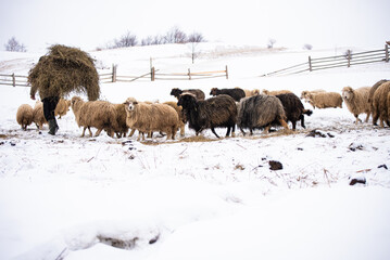 a farmer feeds a flock of sheep on the street in winter with a snowy landscape
