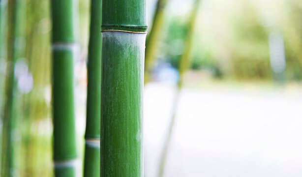 Green bamboo forest for background