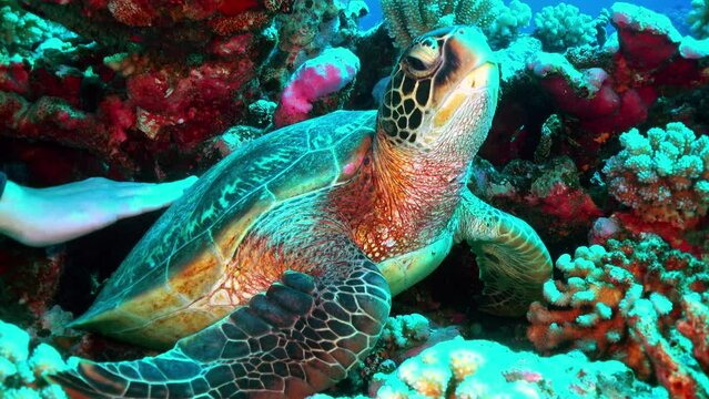 une tortue de mer est pos&eacute;e dans un r&eacute;cif corallig&egrave;ne 
