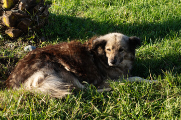 homeless dog with a tag in his ear lies on the street