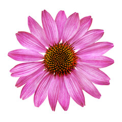 Echinacea  Hintergrund transparent PNG cut out - obrazy, fototapety, plakaty