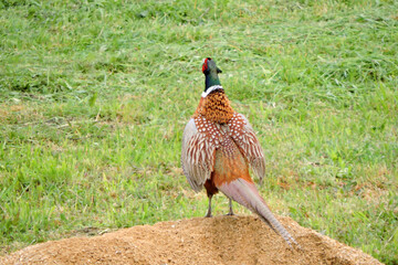 The back of a crowing wild ring-necked pheasant standing on a heap of sand and flapping its wings...