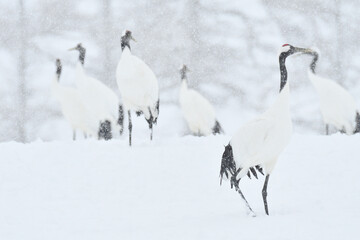 Bird watching, red-crowned crane, in
 winter