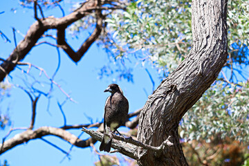 The Australian magpie (Gymnorhina tibicen) at Barry Park lookout, Fingal Bay