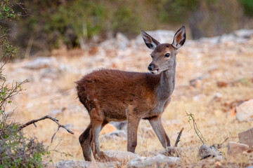 Ciervo en el Parque Natural de las Sierra de Cazorla, Segura y Las Villas - Jaén, España