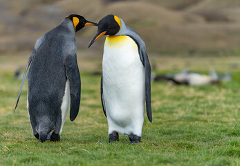 Paar aus 2 Königspinguinen (APTENODYTES PATAGONICUS) auf Süd Georgien freigestellt vor grünem Hintergrund