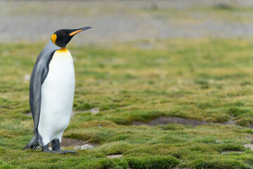 einzelner Königspinguin Königspinguin (APTENODYTES PATAGONICUS) in Südgeorgien bei Grytviken