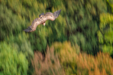 Buitre leonado (Gyps fulvus) en vuelo en la Sierra de Cazorla // Vulture in flight - Jaén, España...