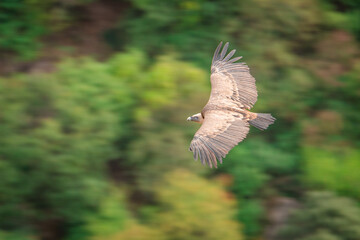 Buitre leonado (Gyps fulvus) en vuelo en la Sierra de Cazorla // Vulture in flight - Ja&eacute;n, Espa&ntilde;a I