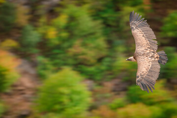 Buitre leonado en vuelo // Vulture in flight (Gyps fulvus)