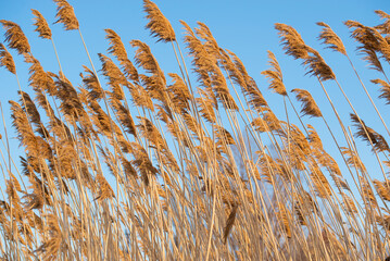 Yellow ears of wild grass and blue sky. Natural background - 552772818