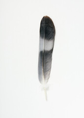 Pigeon bird feather.