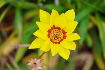 Close up of yellow flower growing on beach in Fingal Bay