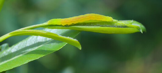 Bright green moth caterpillar on willow leaves.