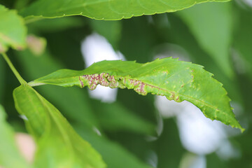Dasineura fraxini gall fly maggot, larvae in ash, Fraxinus leaf.