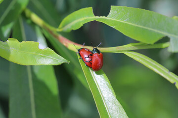 Leaf Beetle (Chrysomela saliceti) on willow leaves.