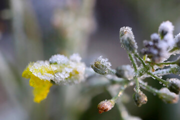 Flowers of the crop, winter rapeseed after frost. Crystals of louis on the flowers.