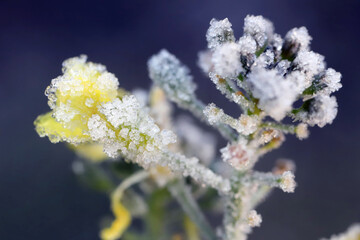 Flowers of the crop, winter rapeseed after frost. Crystals of louis on the flowers.
