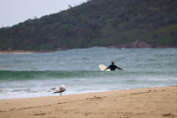 Man surfing at Fingal Beach on an overcast day
