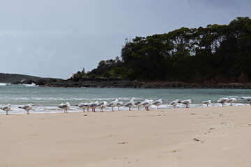 The silver gull (Chroicocephalus novaehollandiae) is the most common gull of Australia. It has been found throughout the continent, but particularly at or near coastal areas.