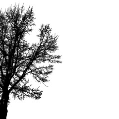 Silhouette of half tree with bare branches. Vector illustration