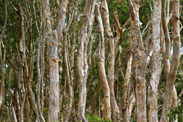 Paperbark tree forest in Fingal Bay, NSW, Australia