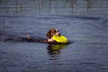 Spanish Water Dog is playing with a frisbbee in the water during summer