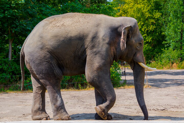 Fototapeta na wymiar Asian elephant bull in a big enclosure in summer